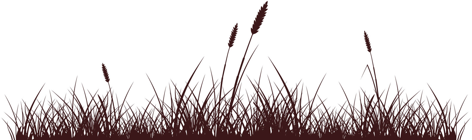 papa stache big bend cat tails by the pond